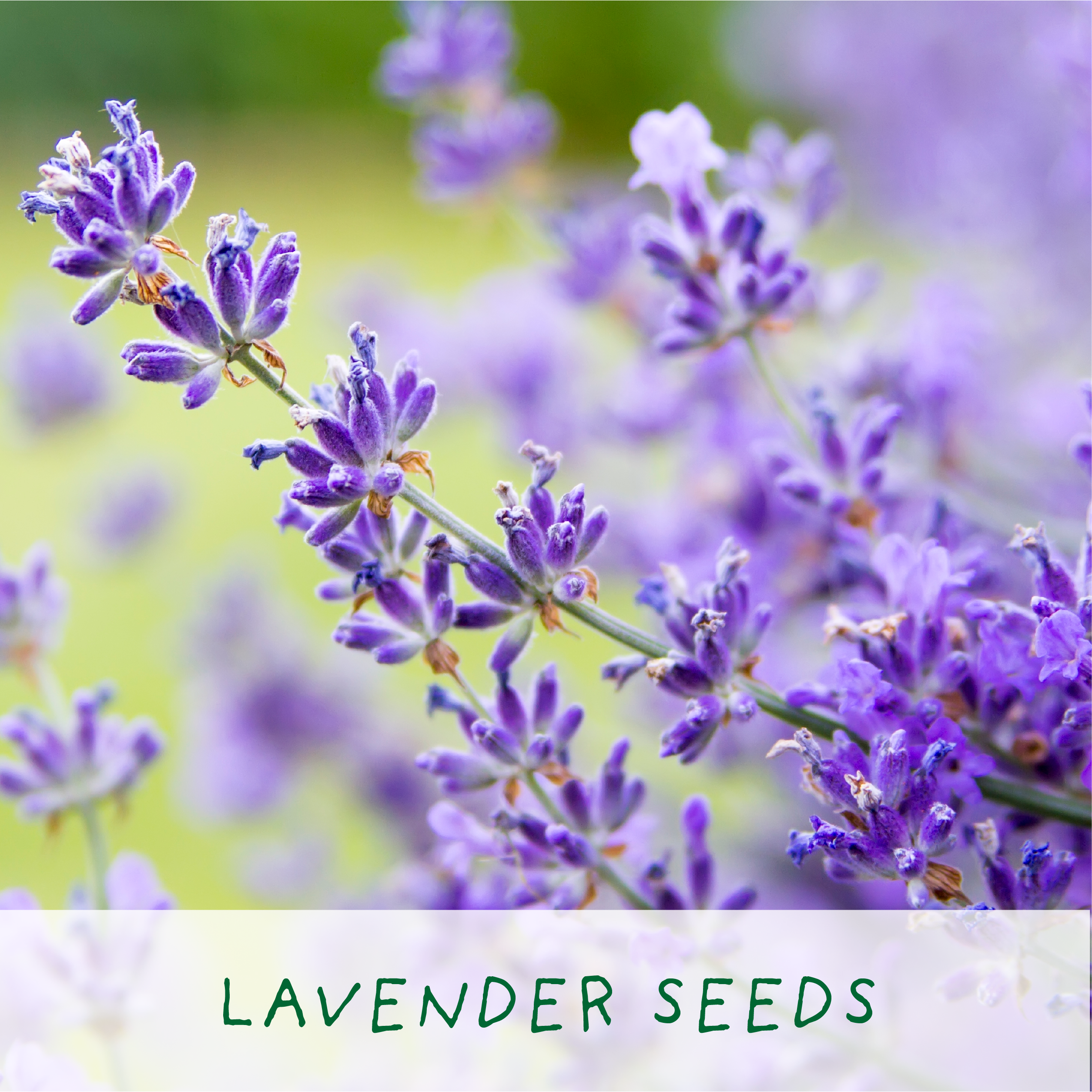 The Plant Gift Co. – wholesale Plant seeds – Big Bee Happiness Eco Plant Grow Kit, Gardening Gift4