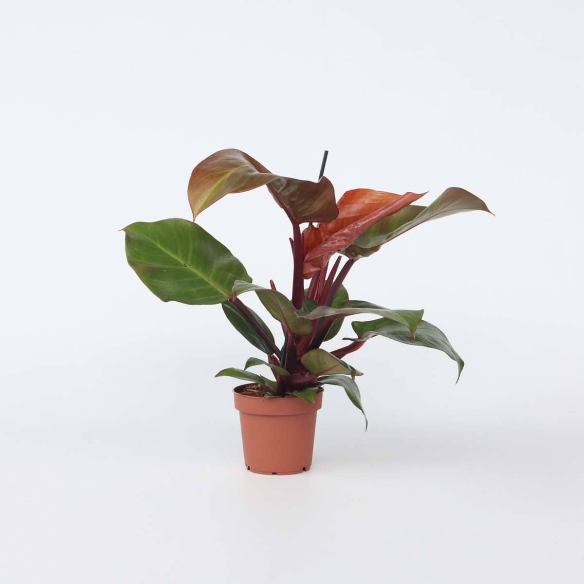 Oasis of Life - Vendita all'ingrosso Piante vive - Philodendron amico degli alberi – Philodendron 'Sun Light' – Pianta d'appartamento tropicale con foglie rosse – Purificante dell'aria & facile da curare – Per soggiorno, ufficio & giardino d'inverno – Altezza 20–30cm – Ø12cm