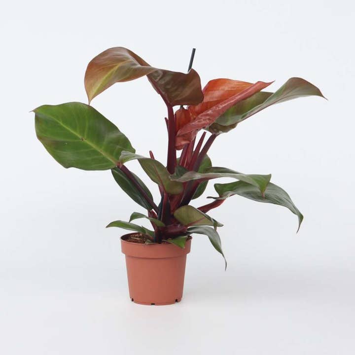 Oasis of Life - Vendita all'ingrosso Piante vive - Philodendron amico degli alberi – Philodendron 'Sun Light' – Pianta d'appartamento tropicale con foglie rosse – Purificante dell'aria & facile da curare – Per soggiorno, ufficio & giardino d'inverno – Altezza 20–30cm – Ø12cm0