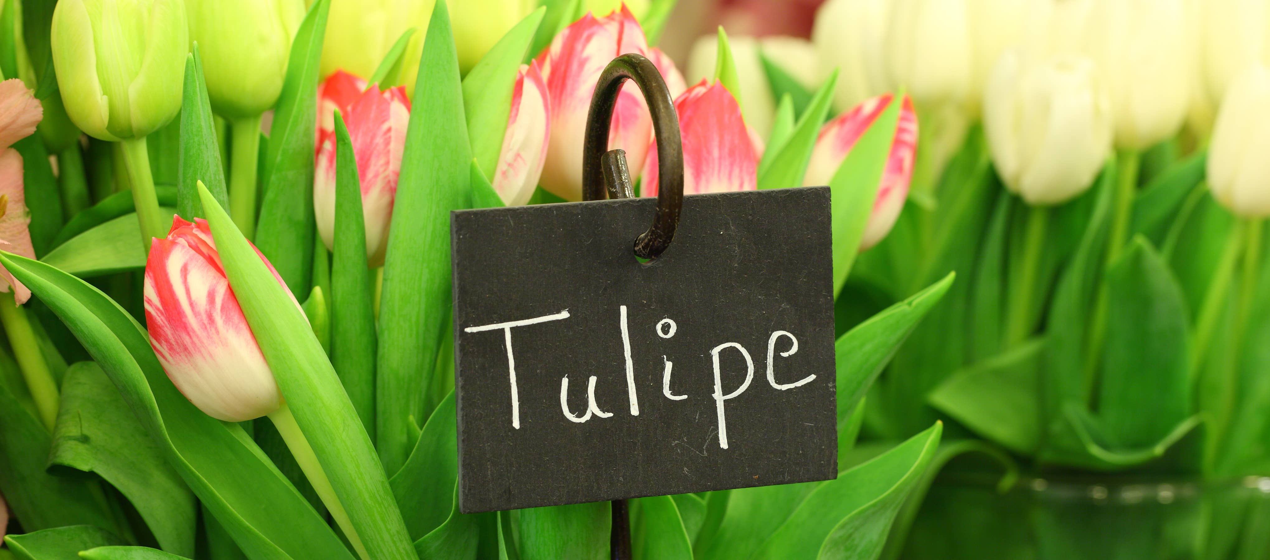 La Cordeline - Venta al por mayor Rotuladores - Marcador de tiza de 1 a 5 mm con punta biselada2