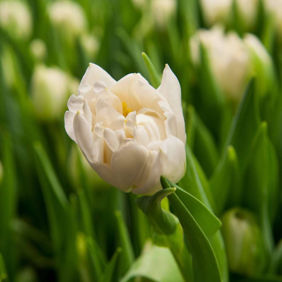 Oasis of Life - Vendita all'ingrosso Piante vive - Bulbi di tulipano – 21 bulbi da fiore – Tulipa 'Northcap' – Tulipani bianchi doppi – Bulbi da fiore per giardino, balcone e terrazza – Fioritura primaverile – Dimensione 11/123