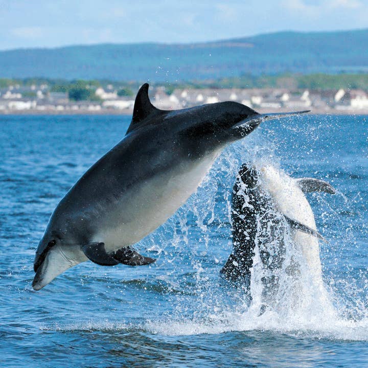 Laurie Campbell Postcard Bottle-Nosed Dolphin for wholesale by Island Blue Publishing