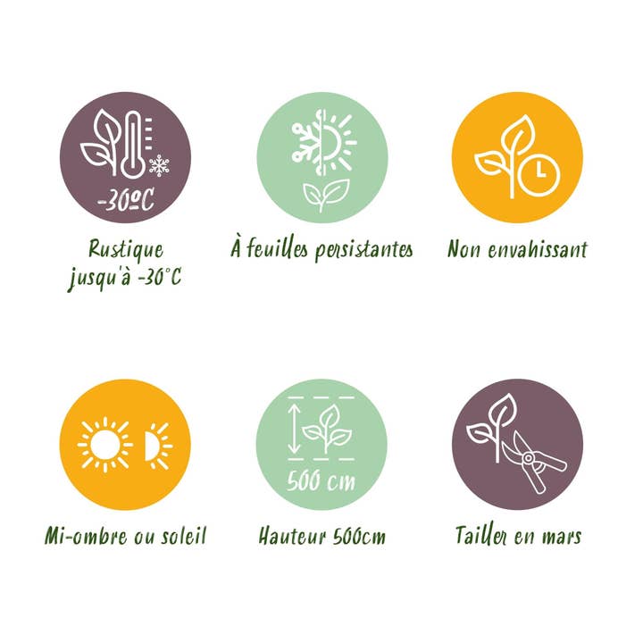 Oasis of Life - Wholesale Live Plant - Emerald Arborvitae Thuja occidentalis β Evergreen Hedge Plant β 6 Plants β 17 cm x H60 cm β Dense, Green Hedge7