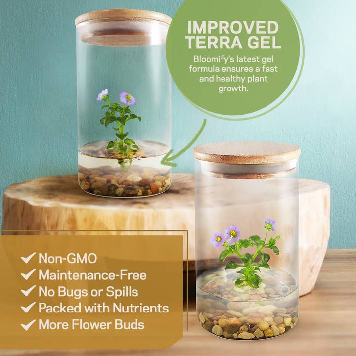 bloomify – Großhandel Pflanzen – Persisches Veilchen (Exacum Affine), seltenes violettes Blumenterrarium, Jubiläumsgeschenk4