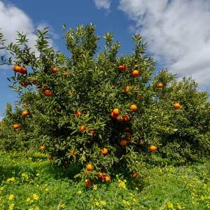 AZIENDA AGRICOLA MIGLIORETTI - Venta al por mayor Zumos de fruta - Zumo de Naranja Rubia Bio, hecho en Italia, ideal para picnic