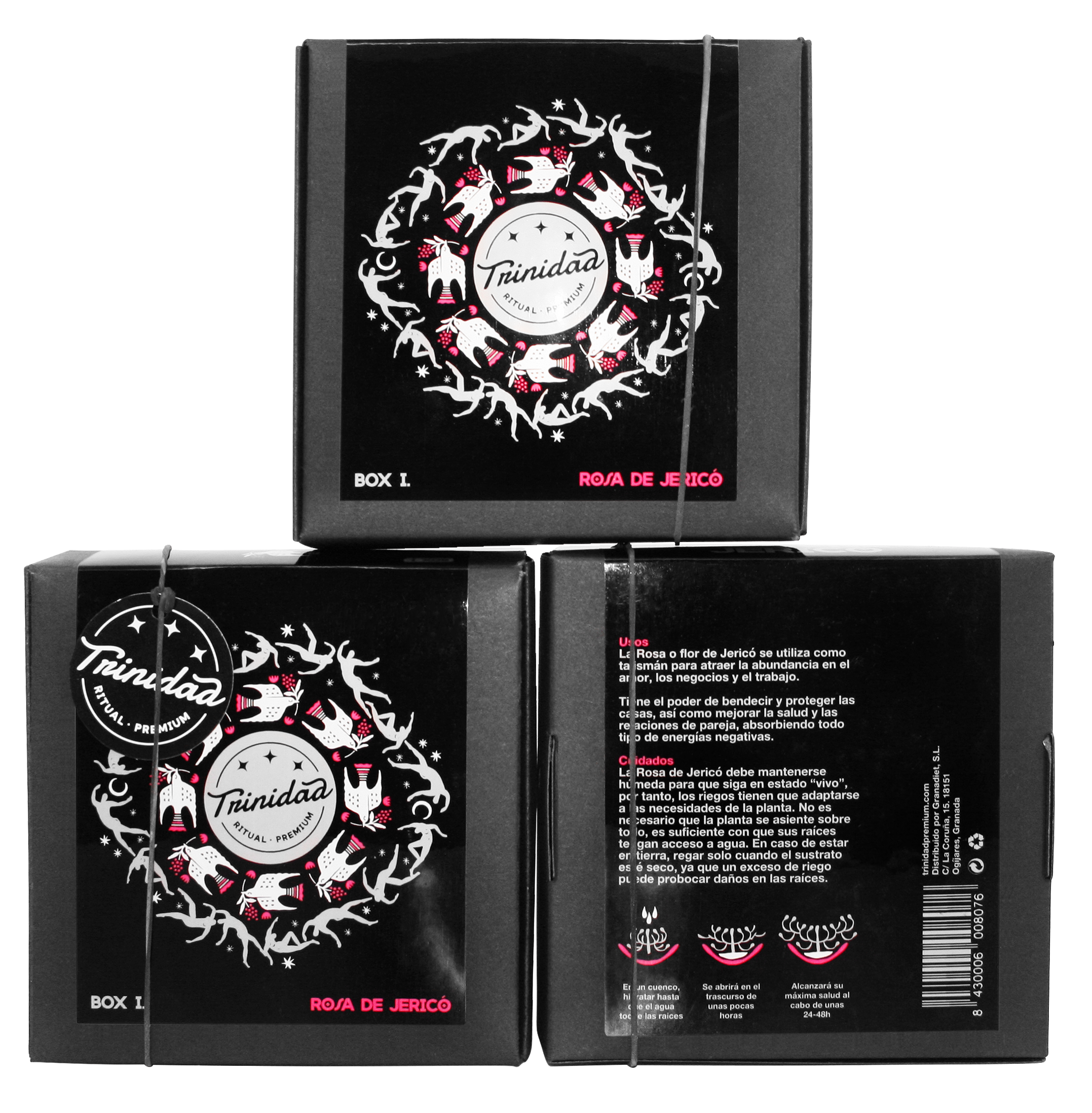 trinidad - Wholesale Live Plant - Box1 Rosa Jerico 1 unit3