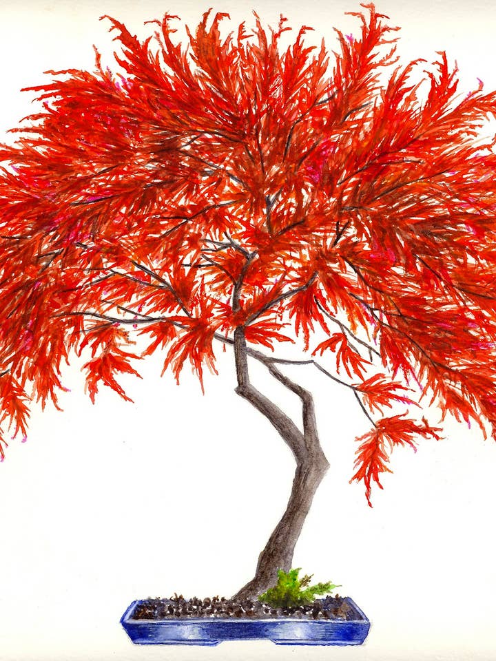 Bonsai Tree (Inaba shidare) Stampa per la vendita all'ingrosso da parte di Michael Vigliotti