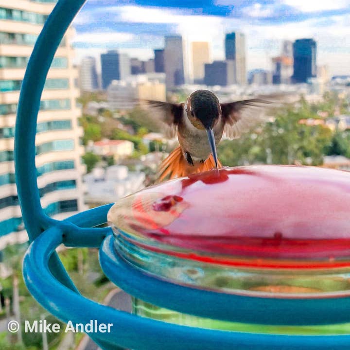 Couronne Co. - Wholesale Bird Feeder - Mosaic Birds Hummble Bold Hummingbird Feeder Aqua3