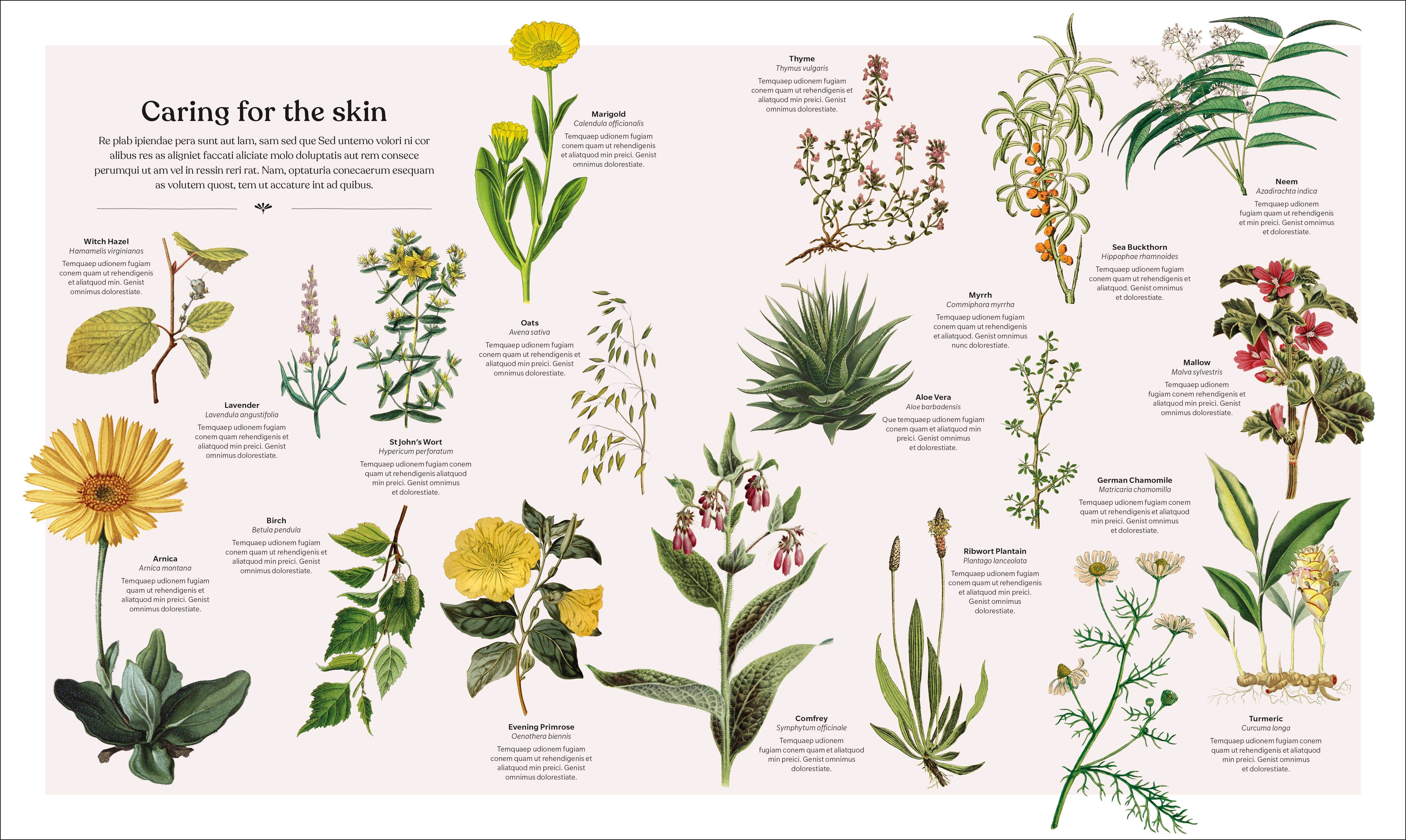 Penguin Random House LLC - Wholesale Nature & Outdoors - The Herb Book3