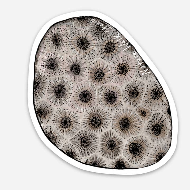 Petoskey Stone waterproof decal fossil rock for wholesale by Nature Walk