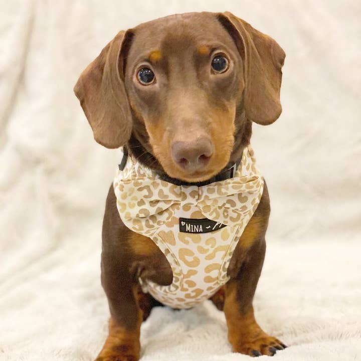 Mina + Pup - Wholesale Pet Bow Tie - Cat/Dog - You're So Golden Bow Tie for Dogs and Cats