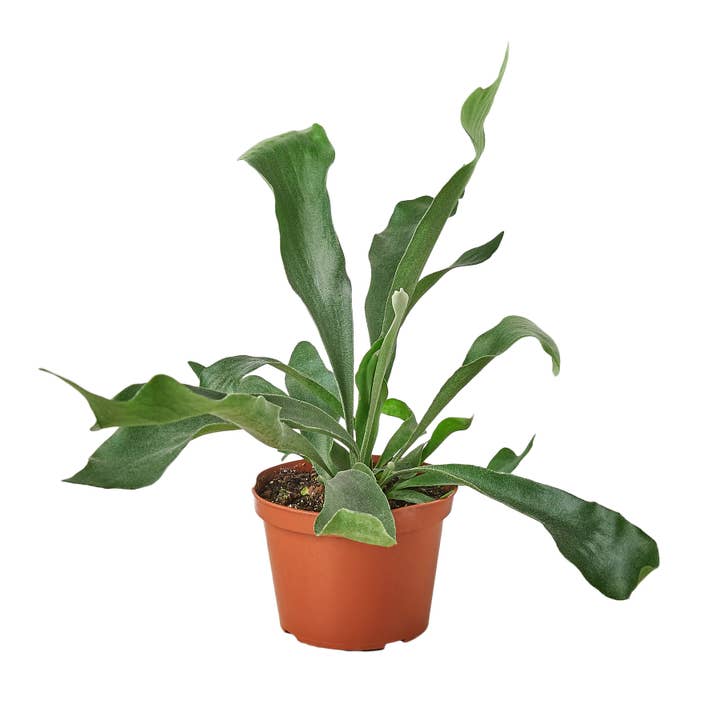House Plant Wholesale - Wholesale Live Plant - FERN STAGHORN 6-inch