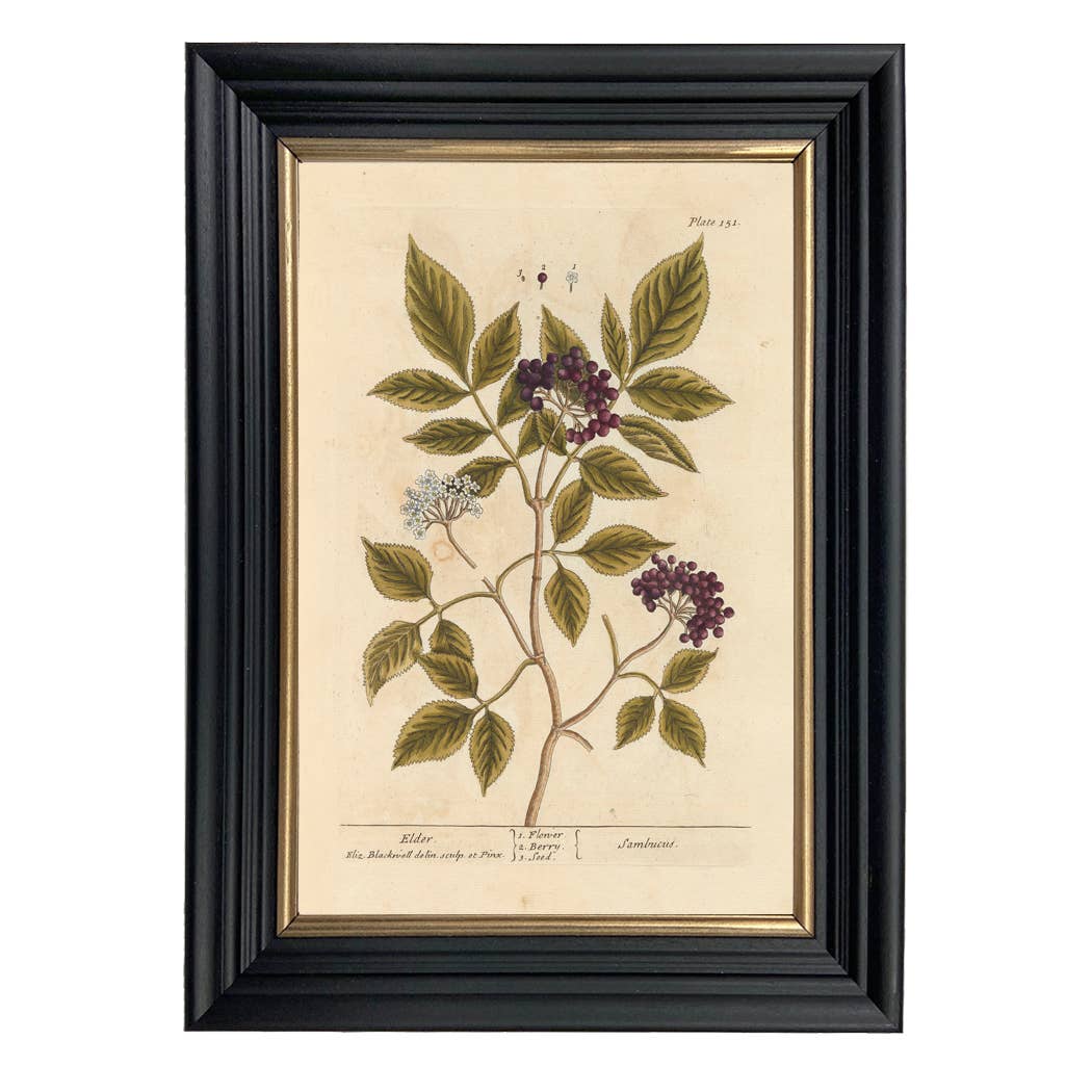 Madison Bay Co. - Historical Home Decor Reproductions - Wholesale Art Print - Elderberry Winter Botanical Vintage Print0