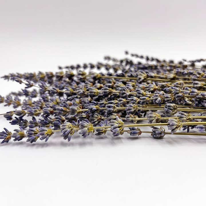 2626 Designs – Flores secas/prensadas por atacado – Ramos de Lavanda Seca Preservada 21" Várias Cores
