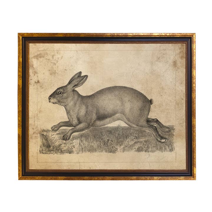 Madison Bay Co. - Historical Home Decor Reproductions - Wholesale Art Print - Brown Hare Illustration Vintage Print Behind Glass3