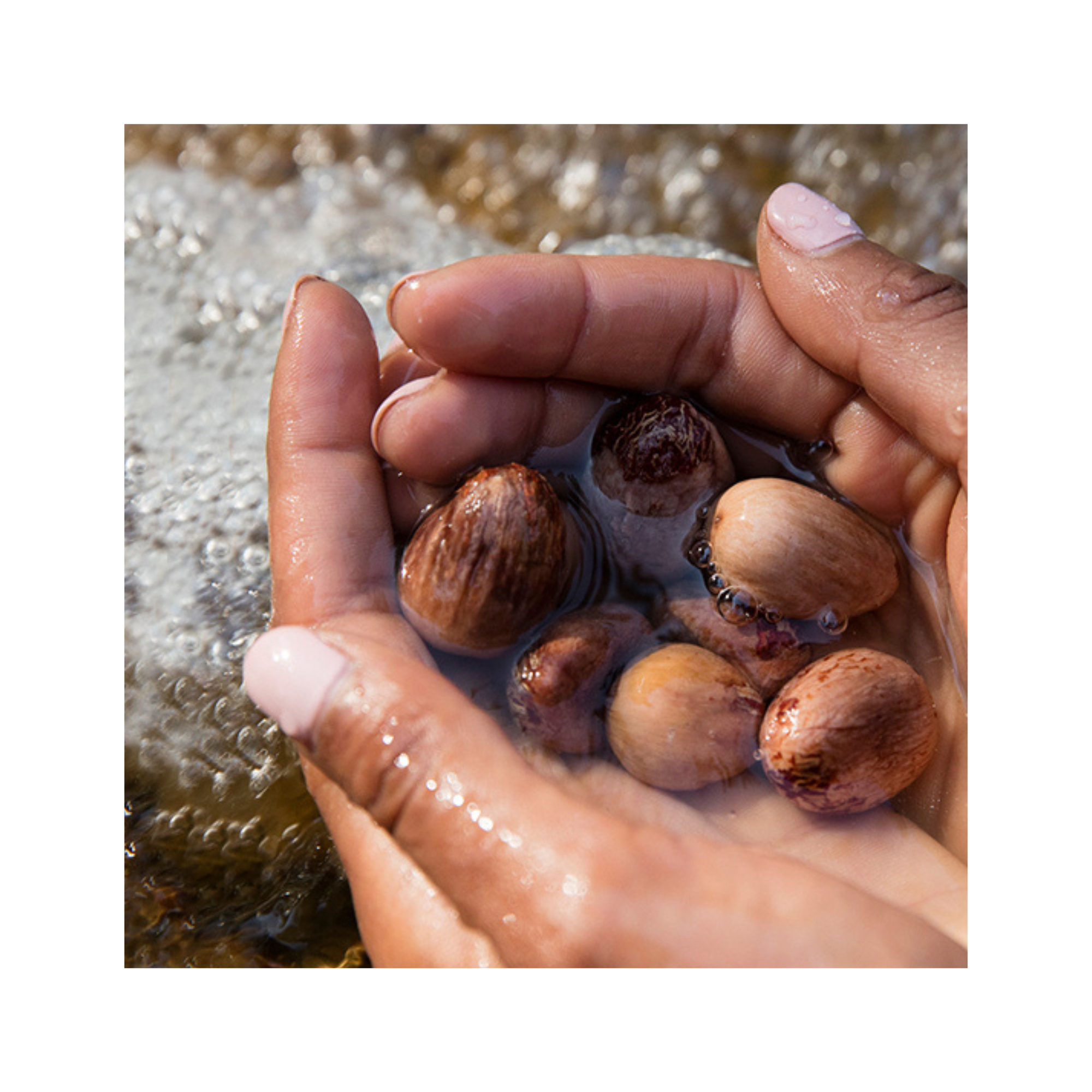 LXMI - Wholesale Healing Salve/Balm/Cream - Pure Nilotica Melt Barrier Balm3