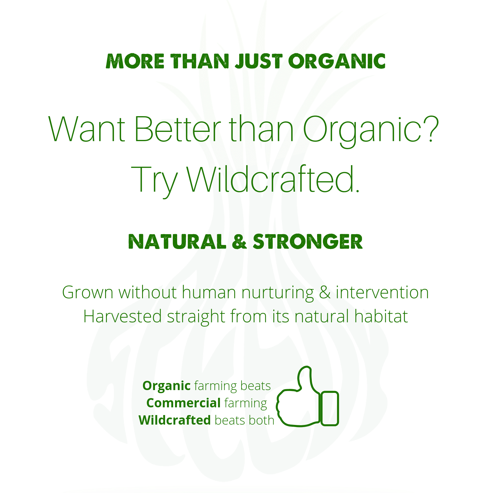 SpeedyVite® – Suplemento/vitamina oral por atacado – Suplemento SpeedyVite® Limpador de Sangue Natural (2 gotas Fl oz6