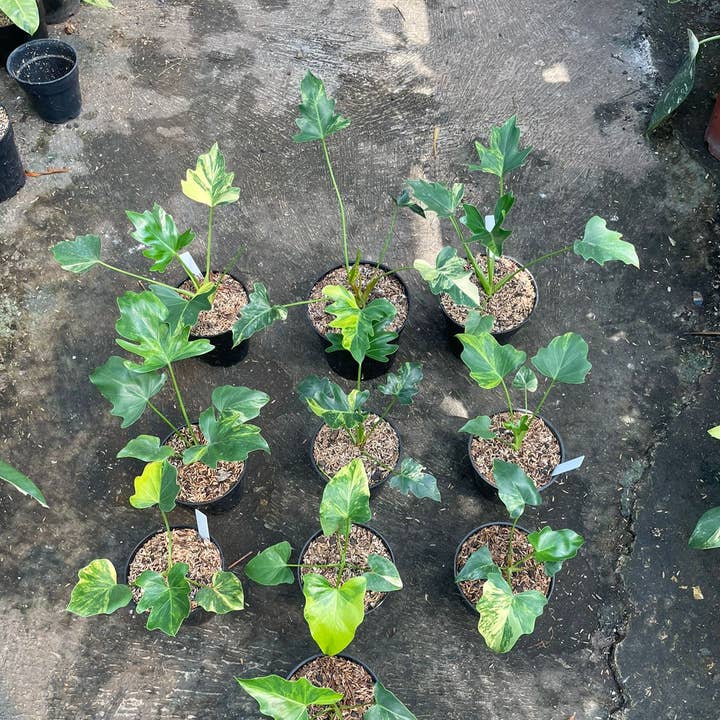 Thaumatophyllum "Java Beauty" variegated | Rare Houseplant for wholesale by OrchidBox