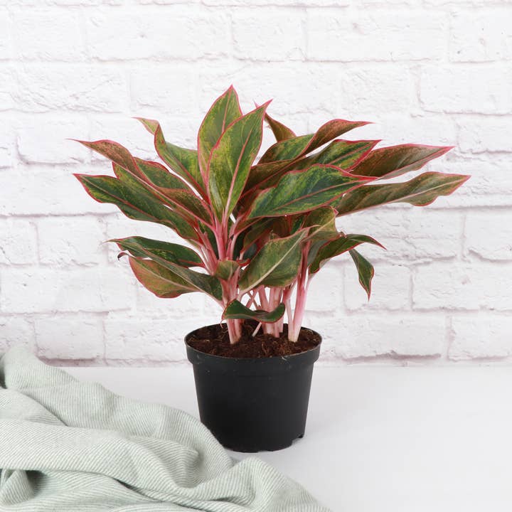 Thorsen's Greenhouse - Wholesale Live Plant - Red Siam Aglaonema - Live Plant