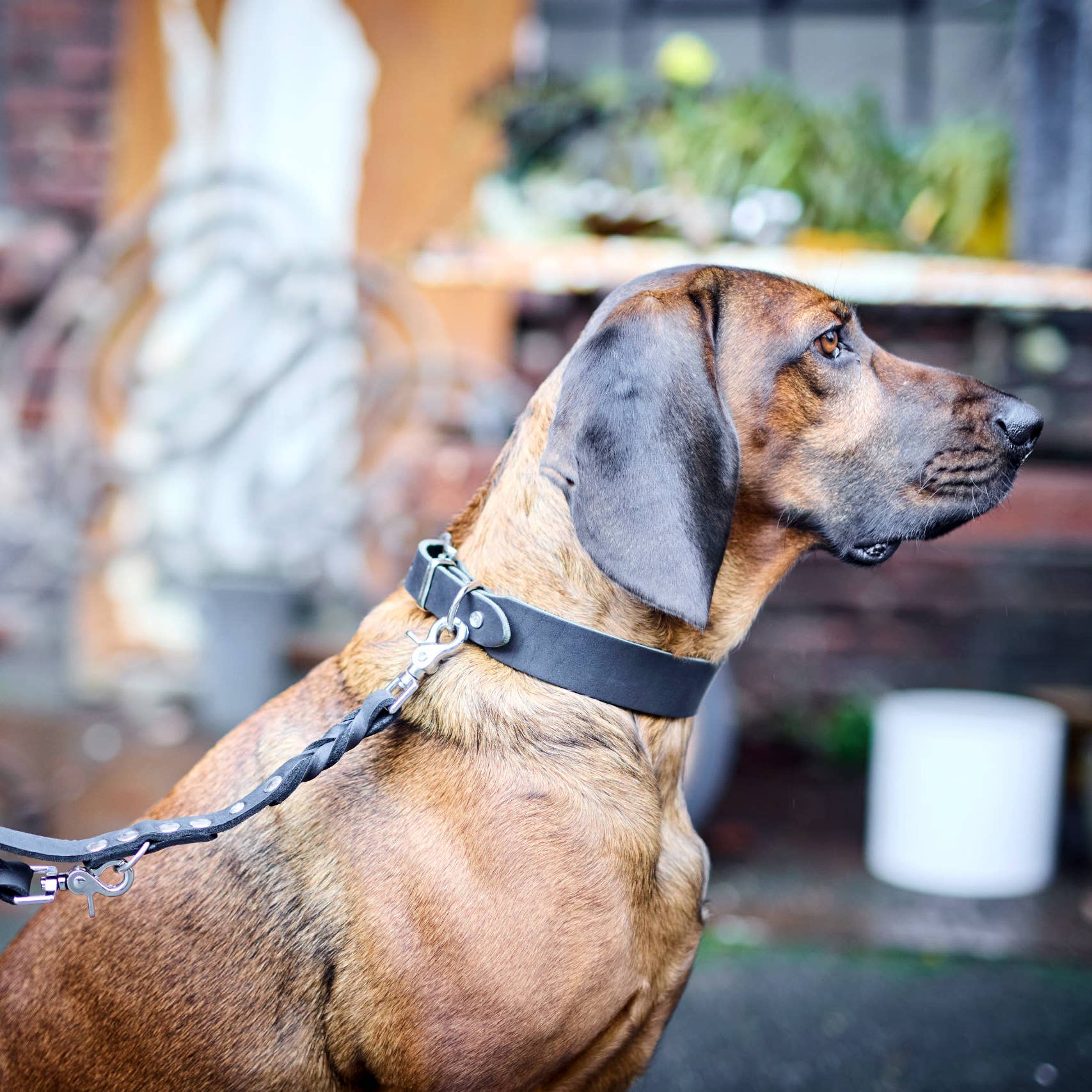 LABONI - Volentis GmbH - Vente Collier – chien - Collier pour chien GIRO en cuir souple à prise ferme36