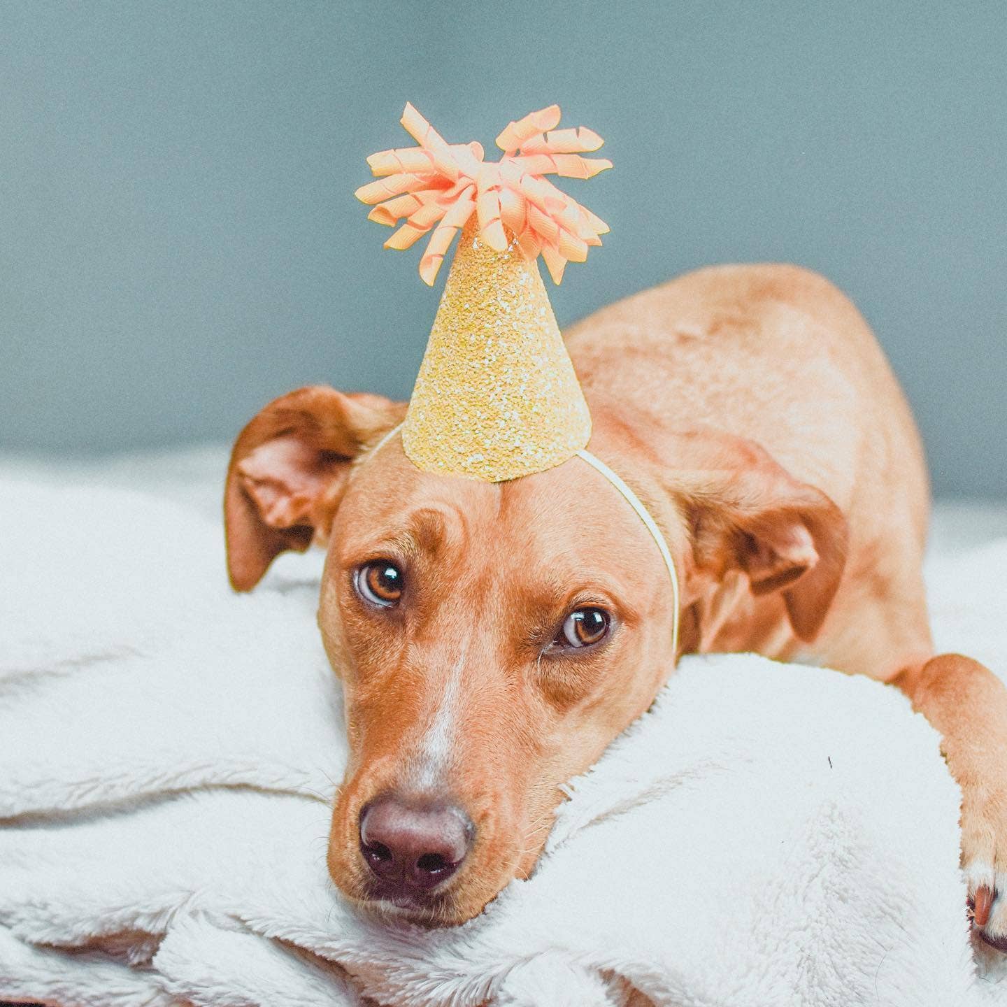 Little Blue Olive – wholesale Pet hat – Dog – FUN PARTY HATS!! - Large 7