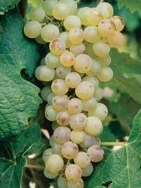 Malvasia Bianca for wholesale by Sementi & Barbatelle