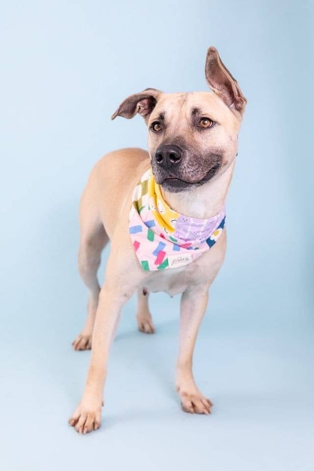 The Paws - Vente Bandana – chien - Patches the Upcycled Dog Bandana2