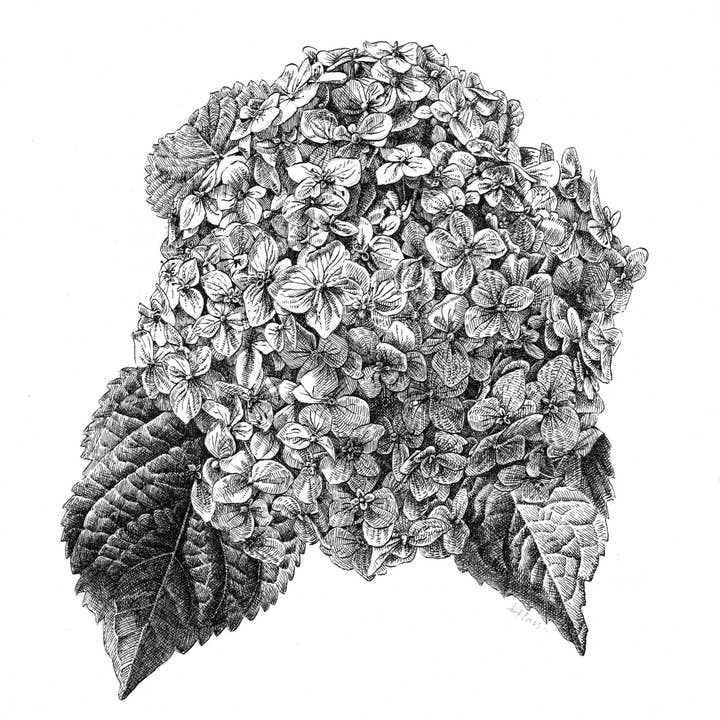 Hydrangea for wholesale by Paperglee, LLC