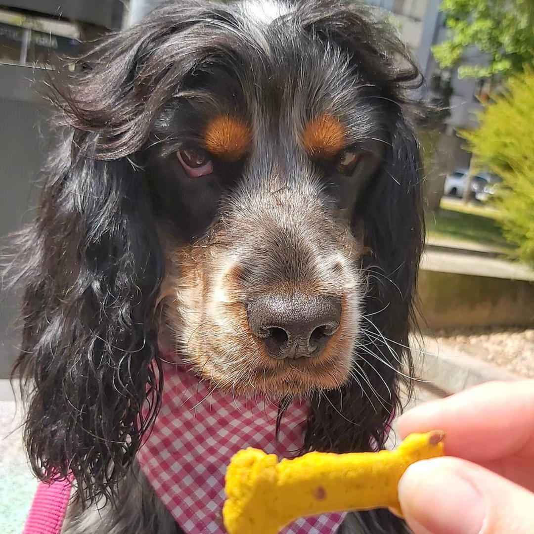 Cooka's Cookies - Wholesale Pet Treats - Dog - Sintra Bliss - Natural Dog Treats with Superfoods5