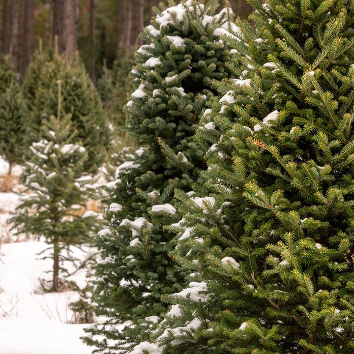 Balsam & Cedar* Incense Sticks for wholesale by Beaches of Tunisia, LLC