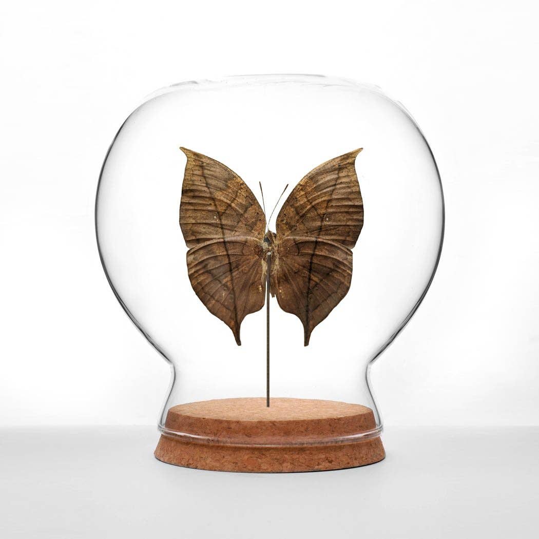 Green Beetle Shop - Wholesale Decorative Tabletop Object - Leaf-Mimic Butterfly Globe0