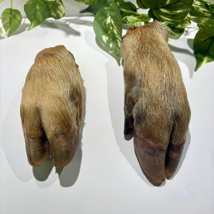 Svineskank for engroshandel hos Rocky&Stella’s Treats