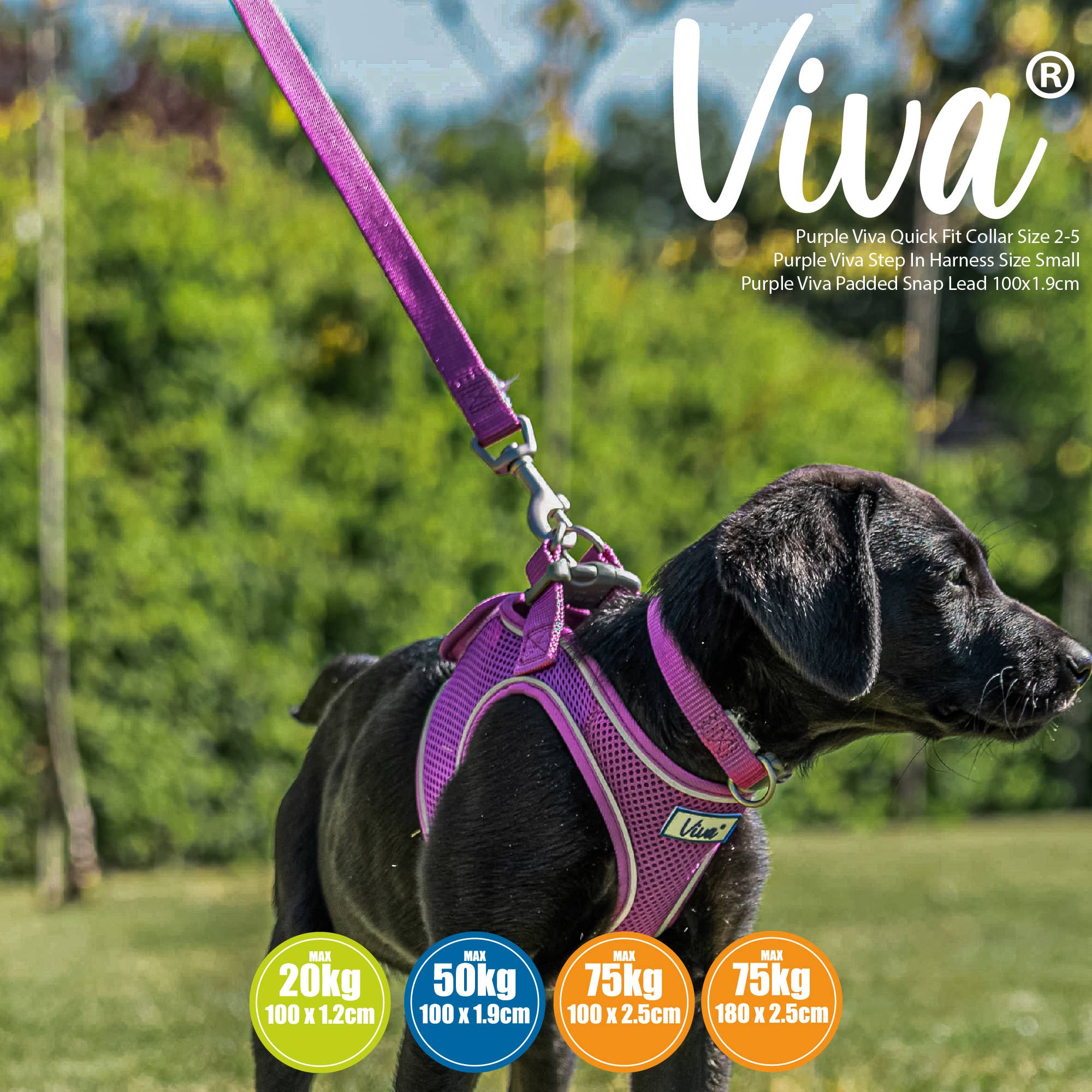 Ancol Pet Products Ltd - Vendita all'ingrosso Guinzaglio - Cani - Guinzaglio a pressione imbottito Viva VIOLA3