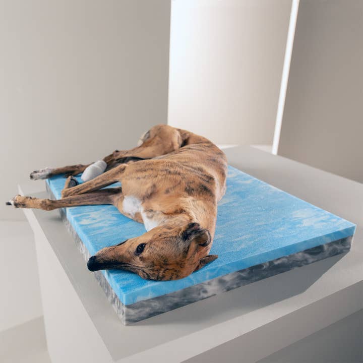 LABONI - Volentis GmbH – wholesale Husdjursbädd – Hund – ORTHO SÄLLSKAPSDJUR SÄNG TUDOR
