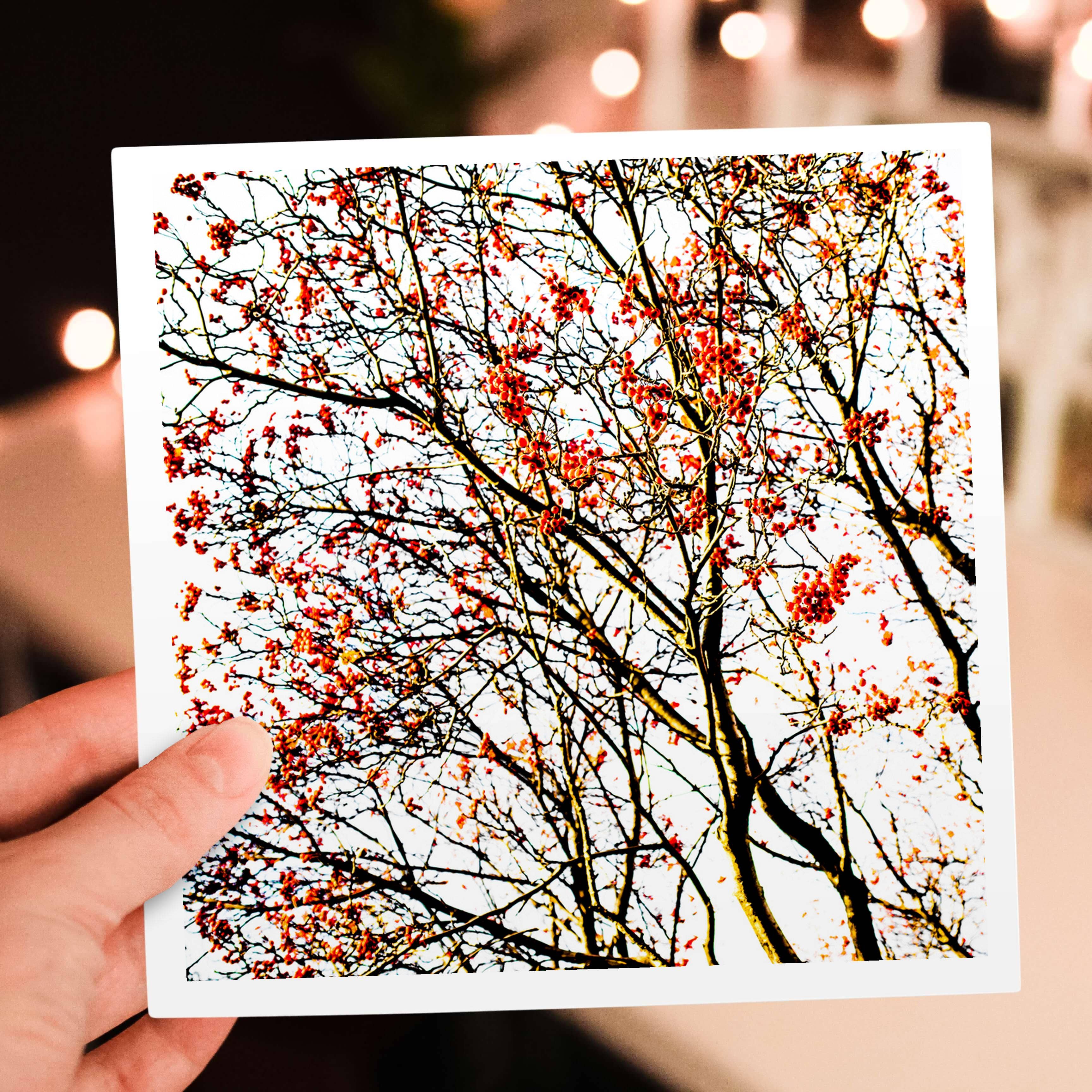 3dRose – wholesale Everyday greeting card – 3dRose, Rowan tree, red, berries on white, Greeting Card5
