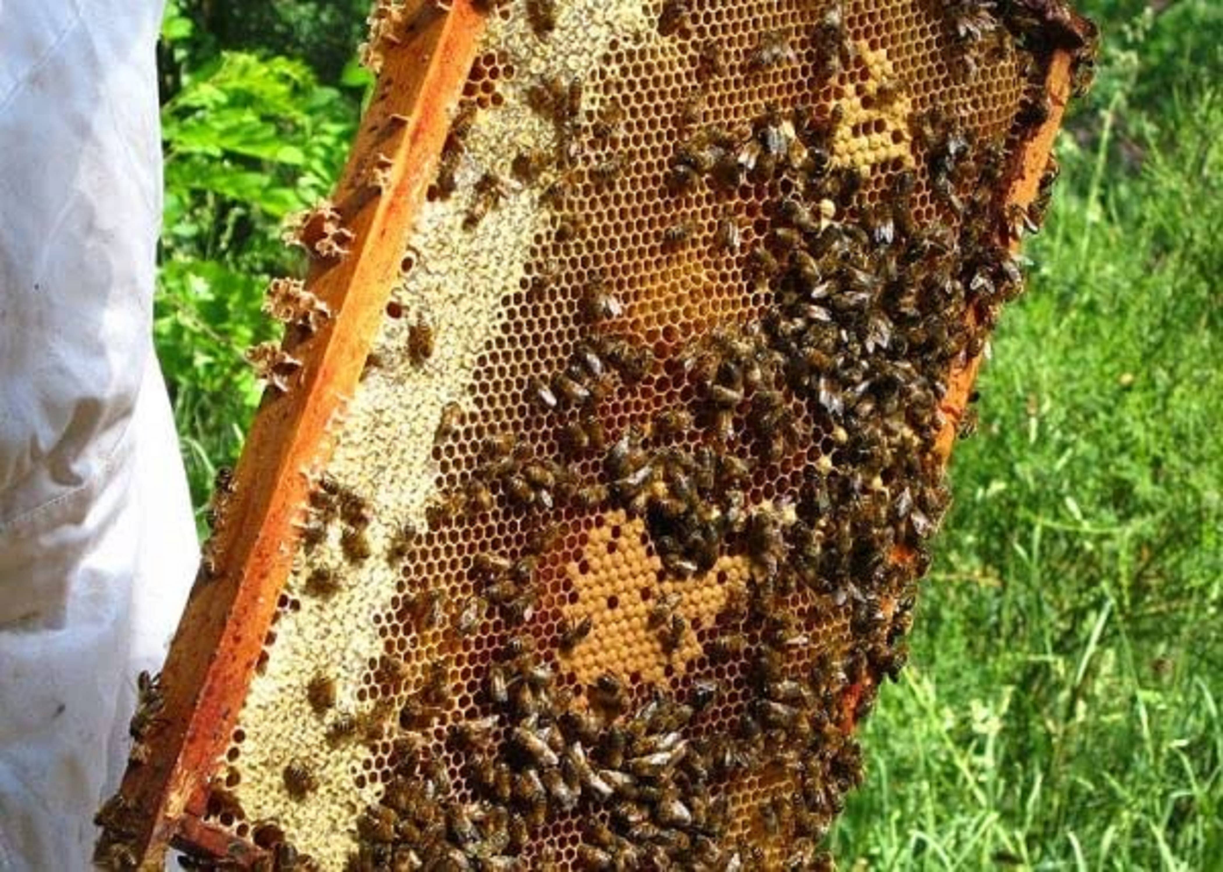 Zayti L.T.D.M - Wholesale Honey - Raw Buckwheat Honey 100% Natural and Unpasteurized - Origin7