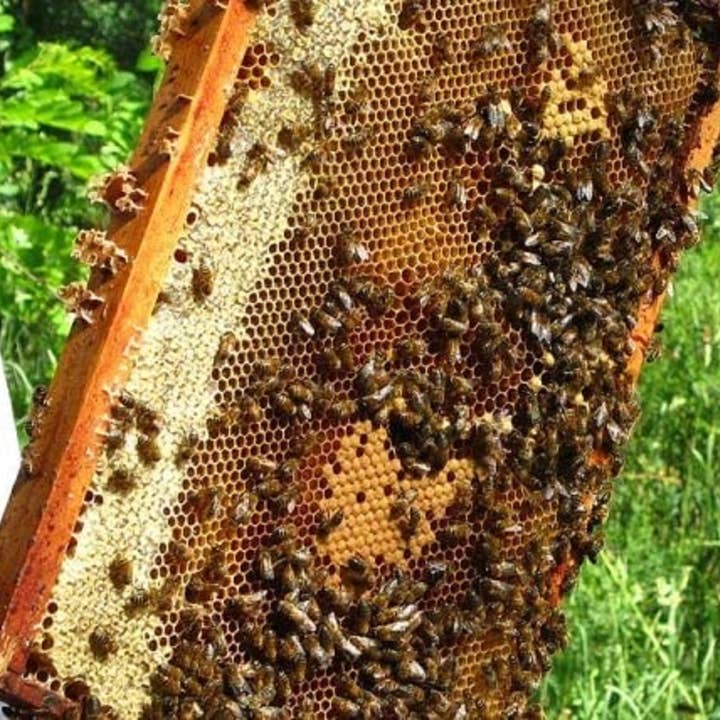 Zayti L.T.D.M - Wholesale Honey - Raw Buckwheat Honey 100% Natural and Unpasteurized - Origin7