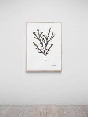 Mill Bay Hand Pressed Seaweed Print, Serrated Wrack for wholesale by The Seaweed Studio