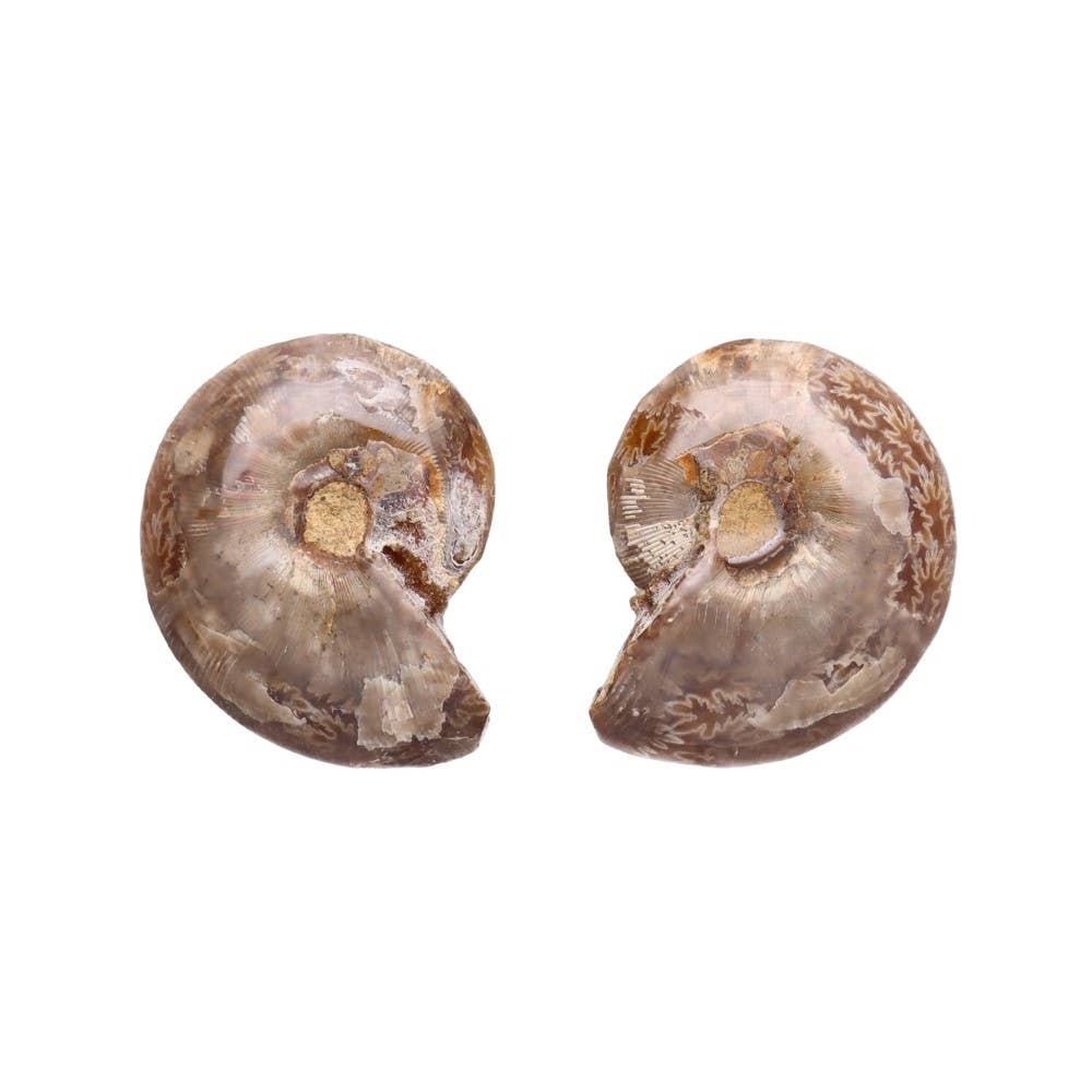 Vives de la Cortada S.L – wholesale Andlig sten/kristall – Ammonitpar 3-4 cm7