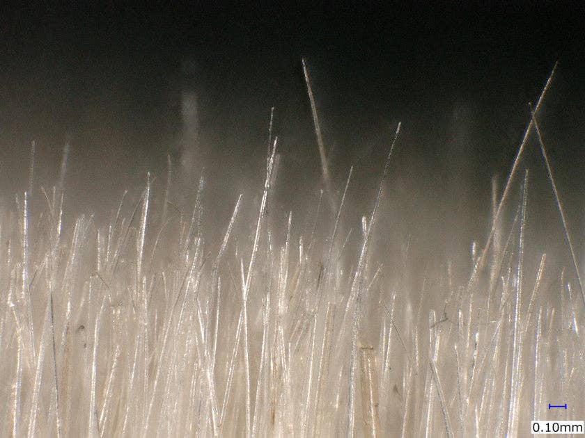 Boot Black USA - Wholesale Shoe Polish - Finishing Brush from Goat Hair - Hand Made3