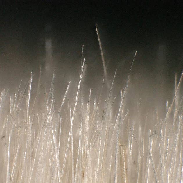 Boot Black USA - Wholesale Shoe Polish - Finishing Brush from Goat Hair - Hand Made3