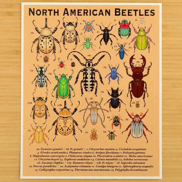 North American Beetles Postcard Print for wholesale by Fossil Forager
