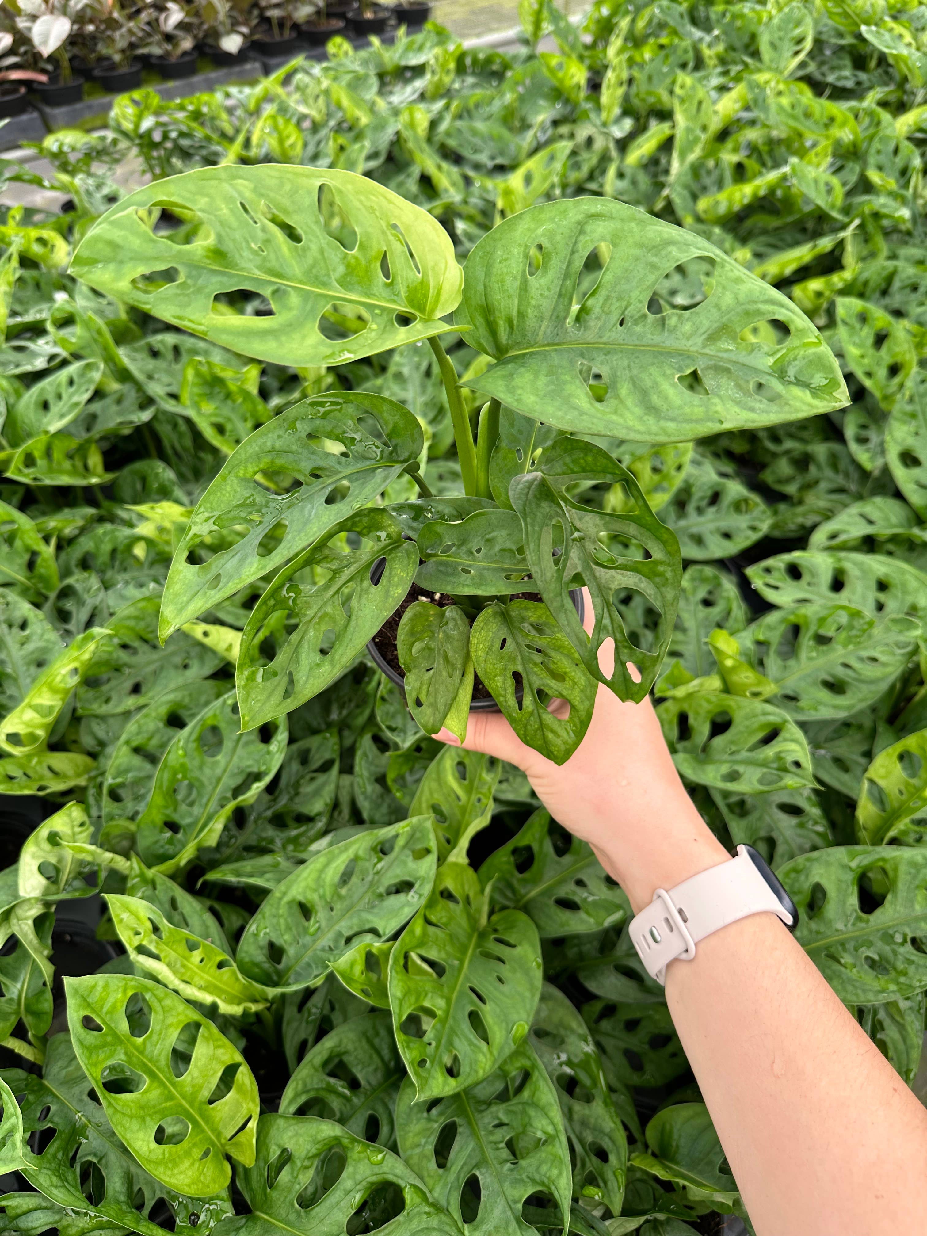 Central Florida Ferns & Foliage - Wholesale Live Plant - MONSTERA Adansonii - Wide Live Plant 4in2