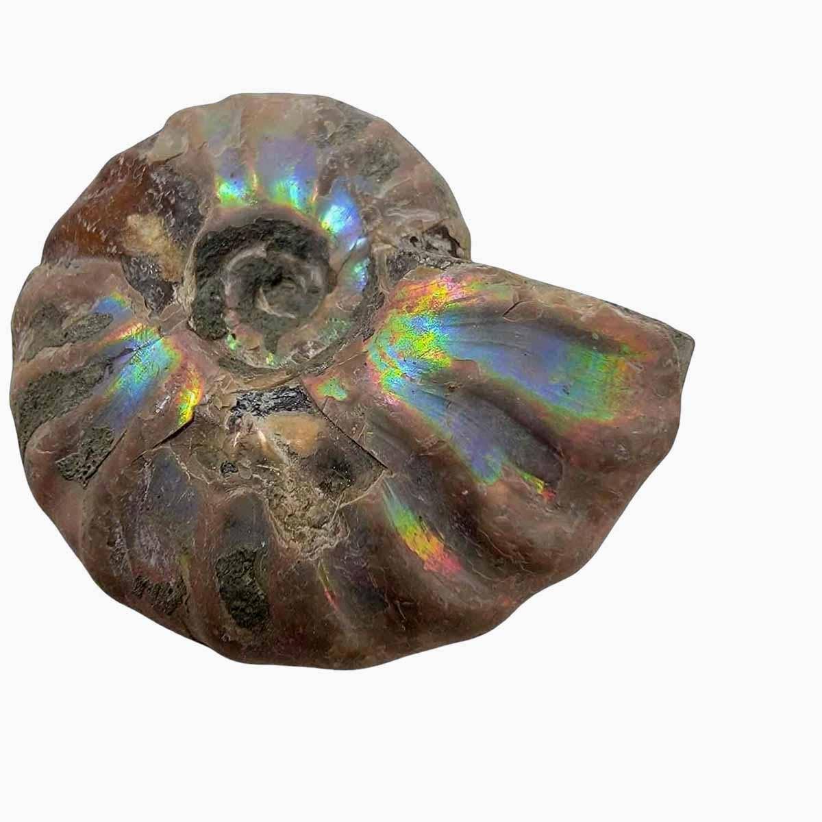 Lapidary Central - Wholesale Spiritual Stone/Crystal - Silver Iridescent Ammonite Fossil!  110 Million Years Old!9