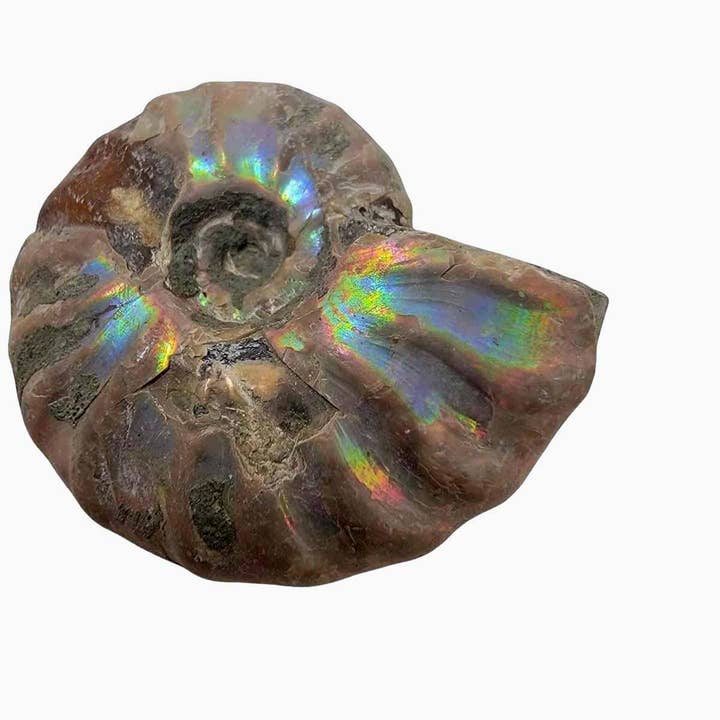 Lapidary Central - Wholesale Spiritual Stone/Crystal - Silver Iridescent Ammonite Fossil! 110 Million Years Old!9