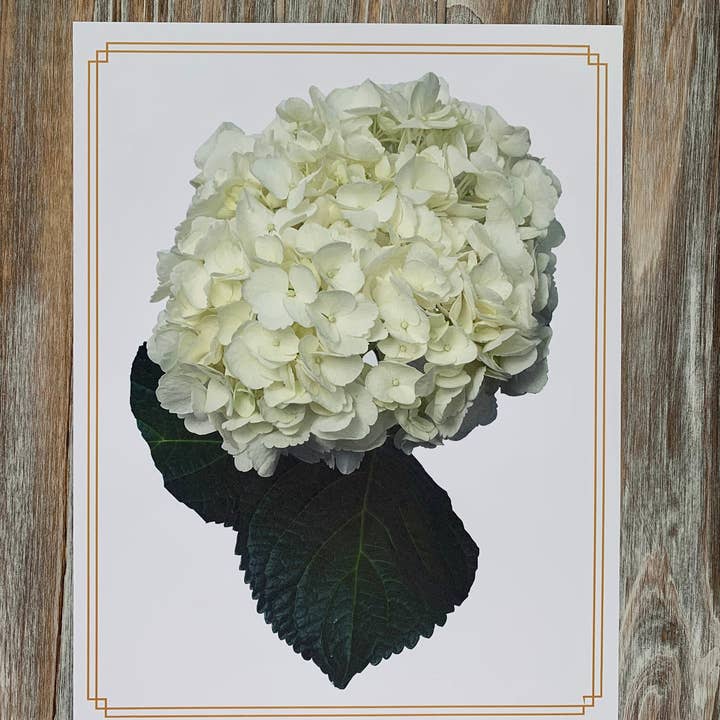 Magnifique Hearts - Wholesale Art print - Set Of 4 Art Prints Of Hydrangea Flowers, Floral Art Images,4