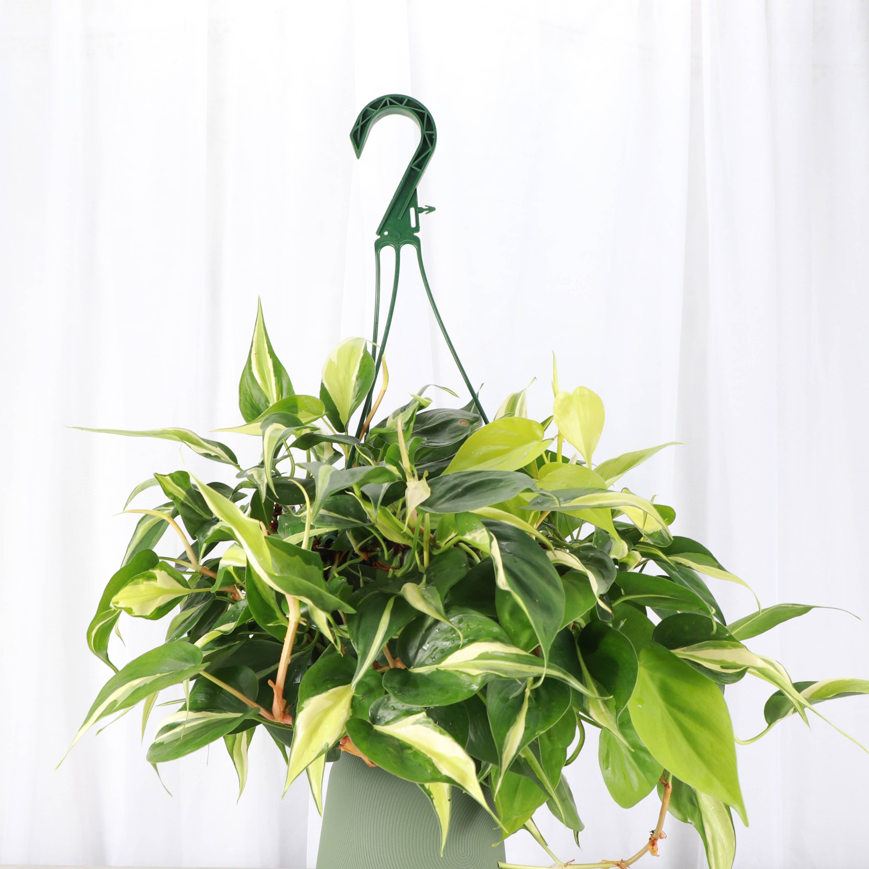 Thorsen's Greenhouse - Wholesale Live Plant - Philodendron Hanging Basket - 8" Live Plant2