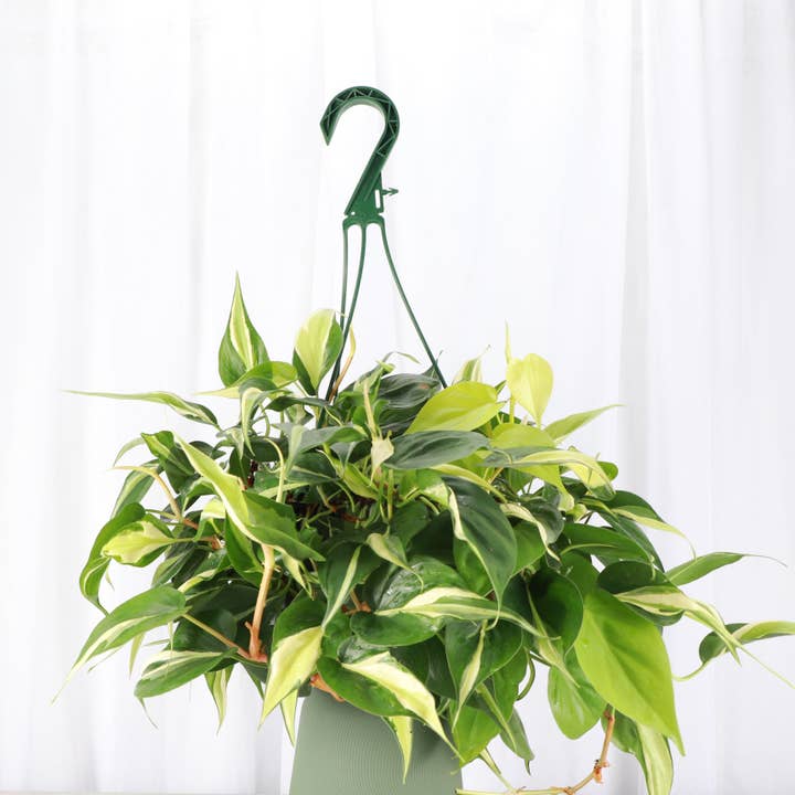 Thorsen's Greenhouse - Wholesale Live Plant - Philodendron Hanging Basket - 8" Live Plant2