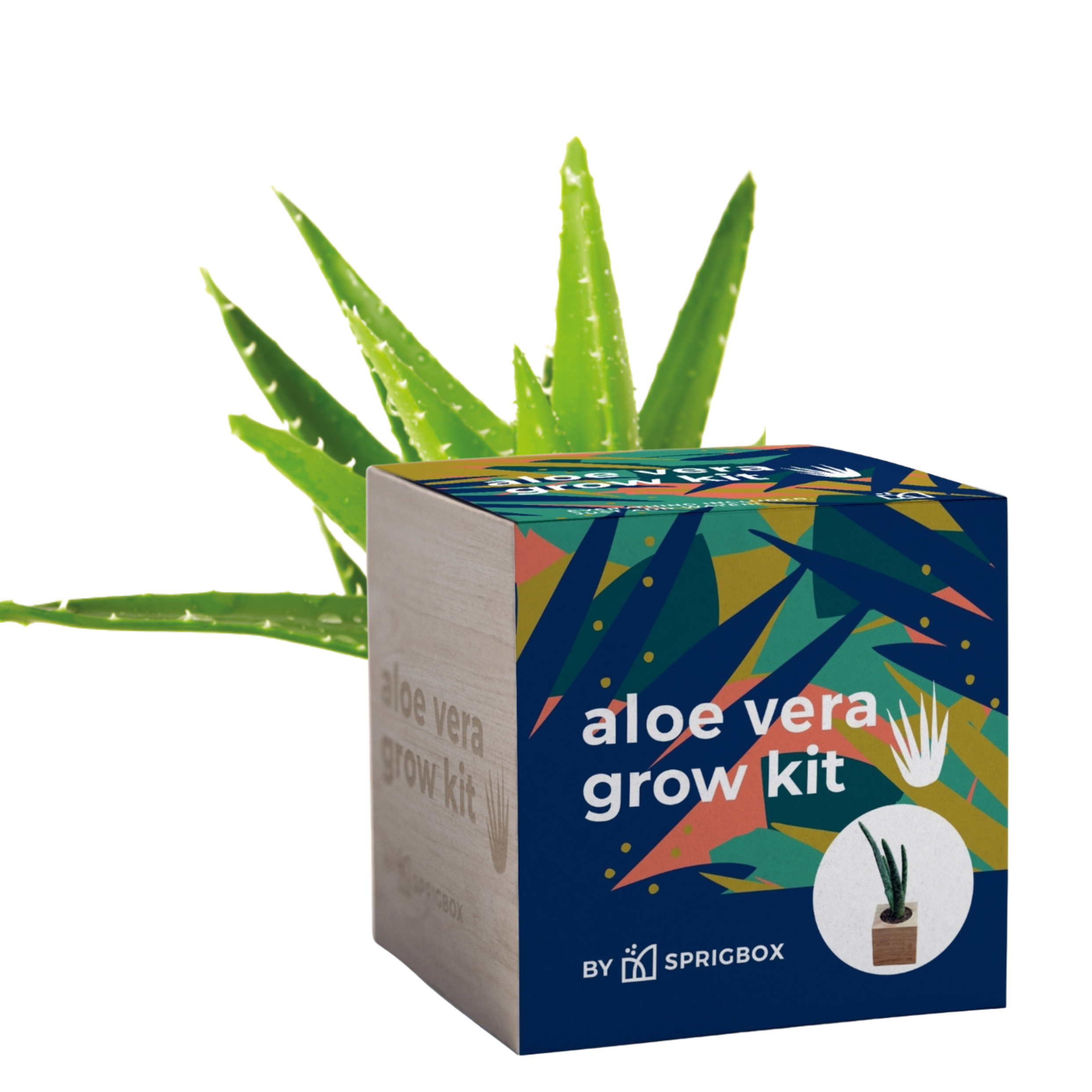 Sprigbox - Wholesale Planter Box - Grow Kits | Bestseller POS Display | Grow Plants from Seed2