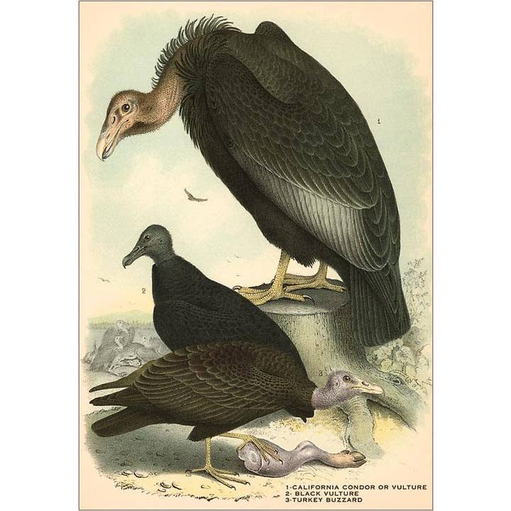 Magnet BD-39 Condor, Truthahngeier, Geier für den Großhandel von Found Image Press